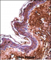 PPT2 Antibody (Center)